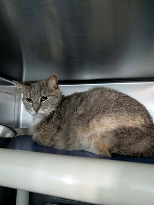 ANGELA: VISIT AT PETSMART LYNCHBURG - Domestic Medium Hair available for adoption
