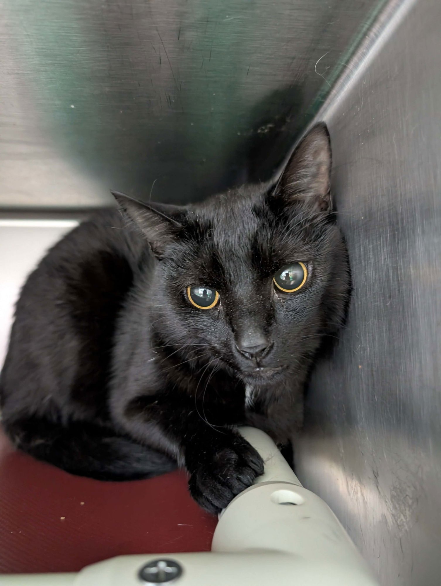 ARNOLD: VISIT AT PETSMART - Domestic Short Hair available for adoption