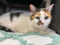 Waffles - Not at shelter (Ann B) - Photo 1
