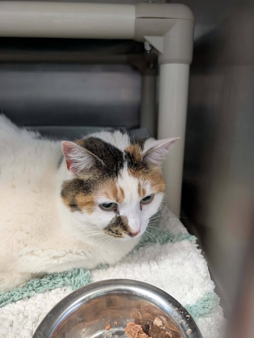WAFFLES - NOT AT SHELTER (ANN B) - Domestic Short Hair available for adoption