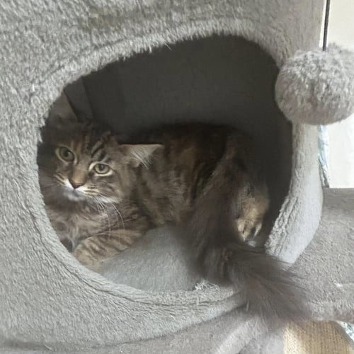 NEBULA - NOT AT SHELTER (AJ) - Domestic Medium Hair available for adoption