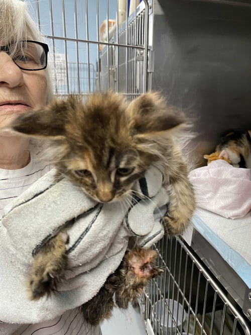 NEBULA - NOT AT SHELTER (AJ) - Domestic Medium Hair available for adoption