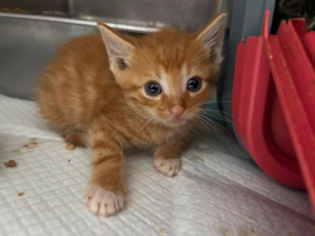 Doc Holiday: Not at shelter (Barbe) Image