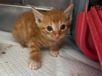 Doc Holiday: Not at shelter (Barbe) - Photo 1