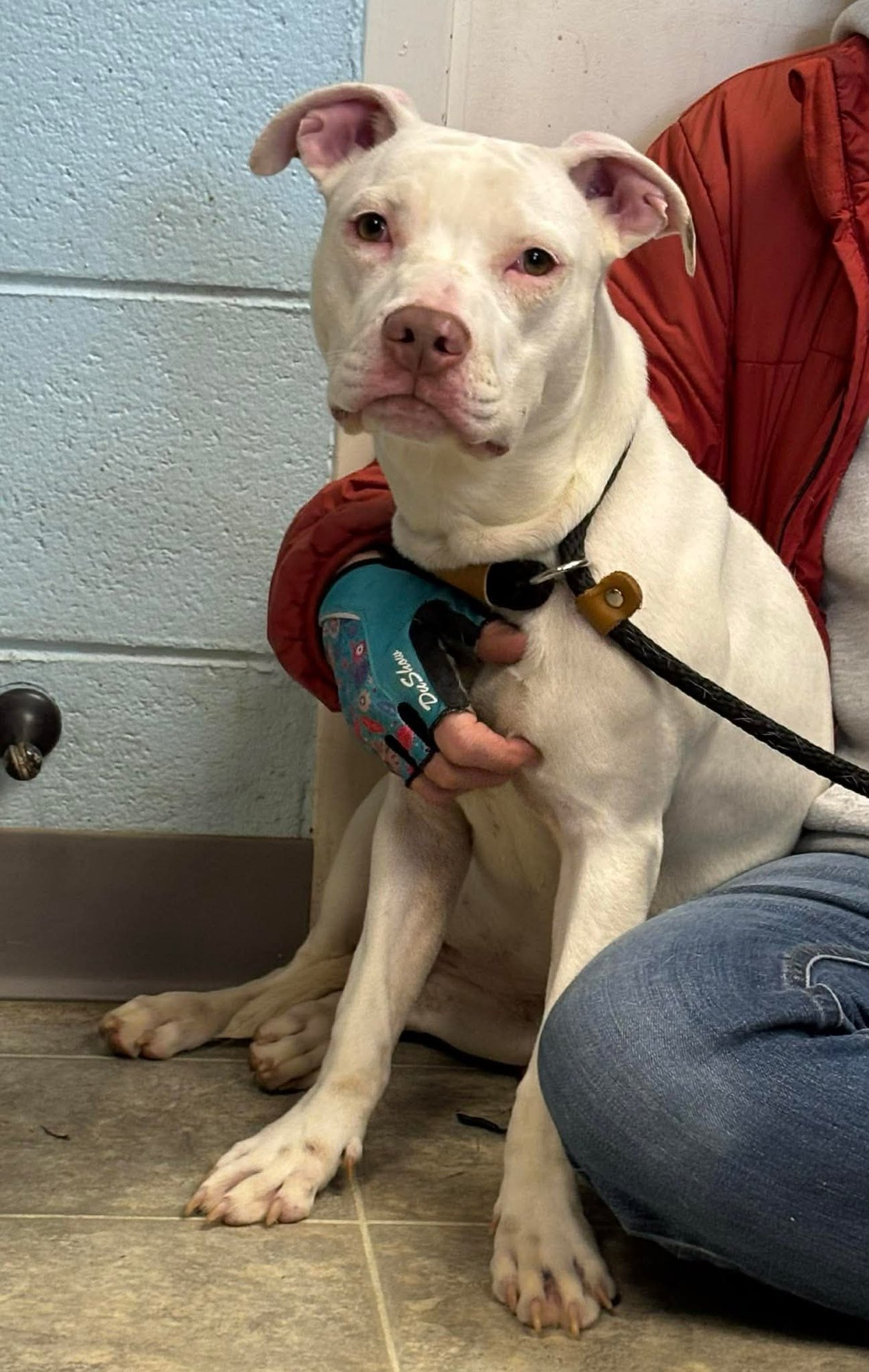 RAINBOW: NOT AT THE SHELTER (BARBE) - Pit Bull Terrier available for adoption