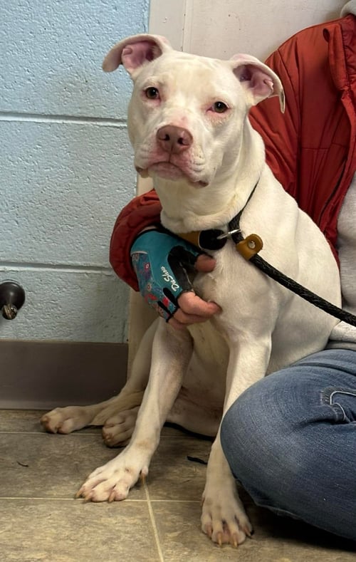RAINBOW BRITE: NOT AT THE SHELTER (BARBE) - Pit Bull Terrier available for adoption