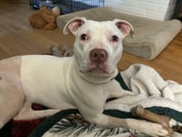 Rainbow Brite: Not at the shelter (Barbe) - Photo 2