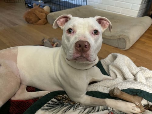 RAINBOW BRITE: NOT AT THE SHELTER (BARBE) - Pit Bull Terrier available for adoption