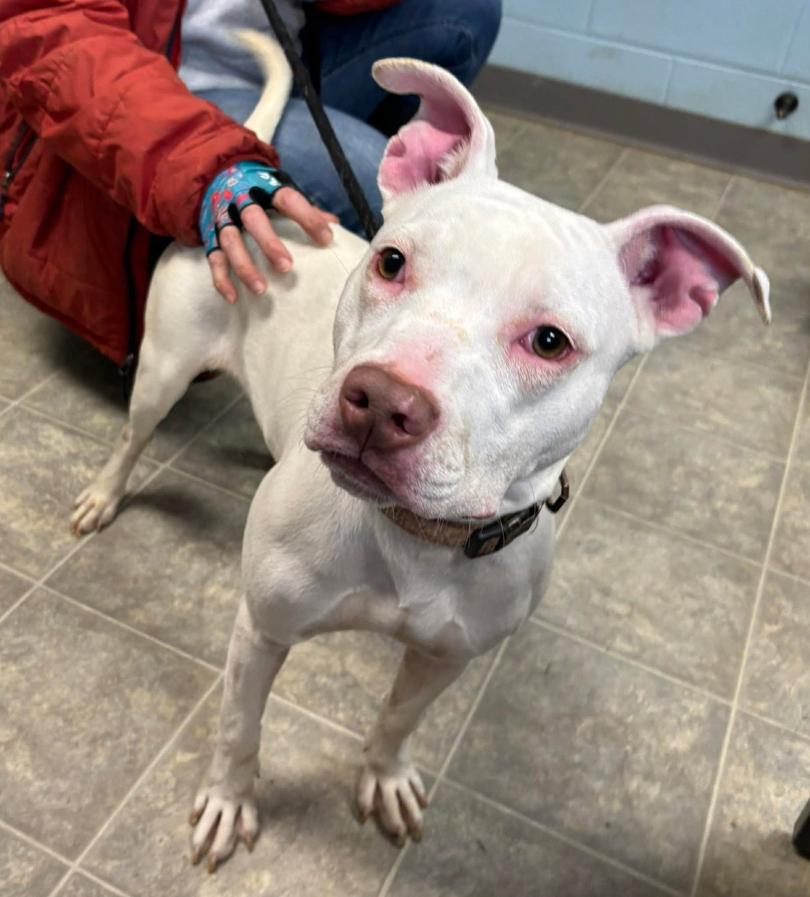 RAINBOW: NOT AT THE SHELTER (BARBE) - Pit Bull Terrier available for adoption