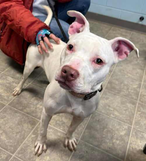 RAINBOW BRITE: NOT AT THE SHELTER (BARBE) - Pit Bull Terrier available for adoption