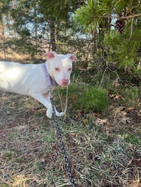 Rainbow Brite: Not at the shelter (Barbe) - Photo 7
