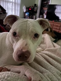 Rainbow Brite: Not at the shelter (Barbe) - Photo 11
