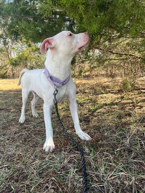 RAINBOW BRITE: NOT AT THE SHELTER (BARBE) - Pit Bull Terrier available for adoption