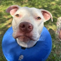 Rainbow Brite: Not at the shelter (Barbe) - Photo 8