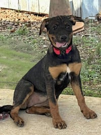 Kyos: Not At the shelter (Kendra) - Photo 1