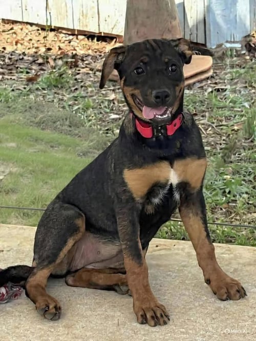 KYOS: NOT AT THE SHELTER (KENDRA) - Rottweiler / Shepherd available for adoption
