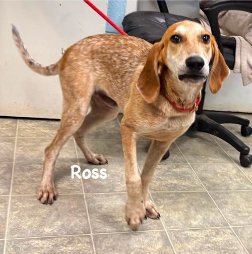 ROSS: AT SHELTER - Hound available for adoption