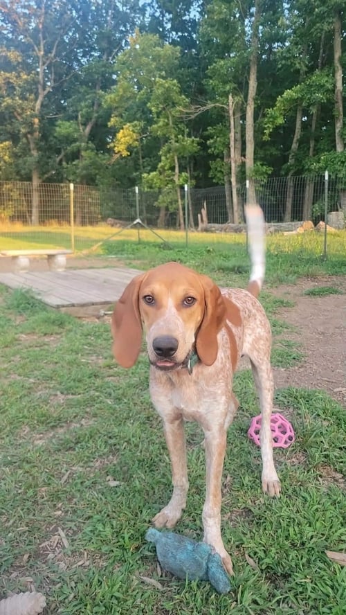 ROSS: AT SHELTER - Hound available for adoption
