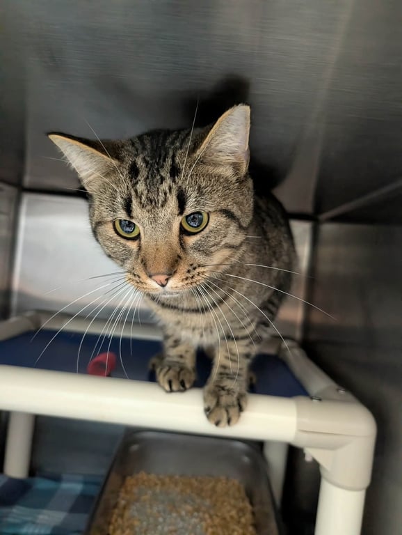 Jimmy Stewart: Visit at Petsmart Lynchburg Image