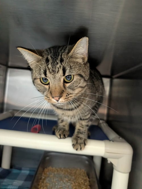 JIMMY STEWART: VISIT AT PETSMART LYNCHBURG - Domestic Short Hair available for adoption