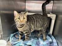 Jimmy Stewart: Visit at Petsmart Lynchburg - Photo 2