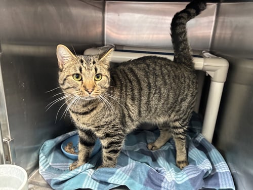 JIMMY STEWART: VISIT AT PETSMART LYNCHBURG - Domestic Short Hair available for adoption