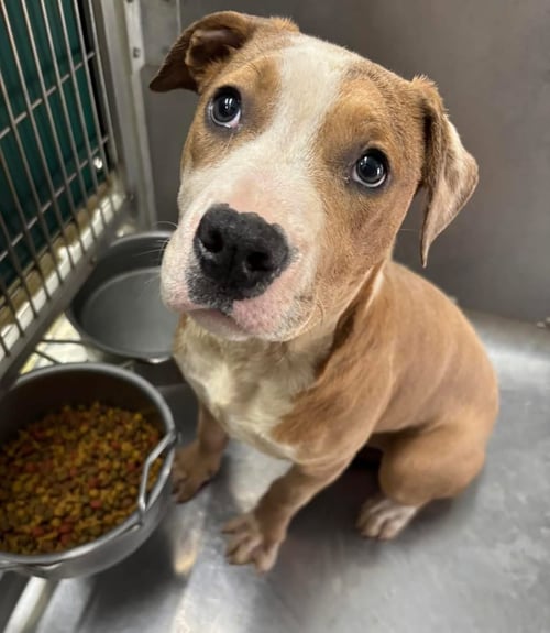 SATURN: NOT AT SHELTER (JOAN) - Pit Bull Terrier available for adoption