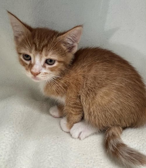 TAWNY OWL - NOT AT THE SHELTER (FAITH) - Domestic Short Hair available for adoption