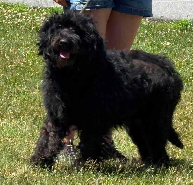 Abby: At shelter Image