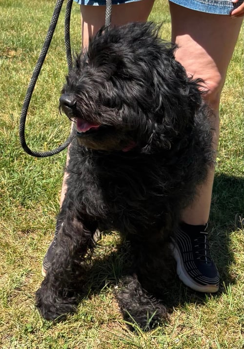 ABBY: AT SHELTER - Labrador Retriever / Poodle (Standard) available for adoption