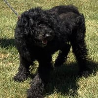 Abby: At shelter - Photo 3