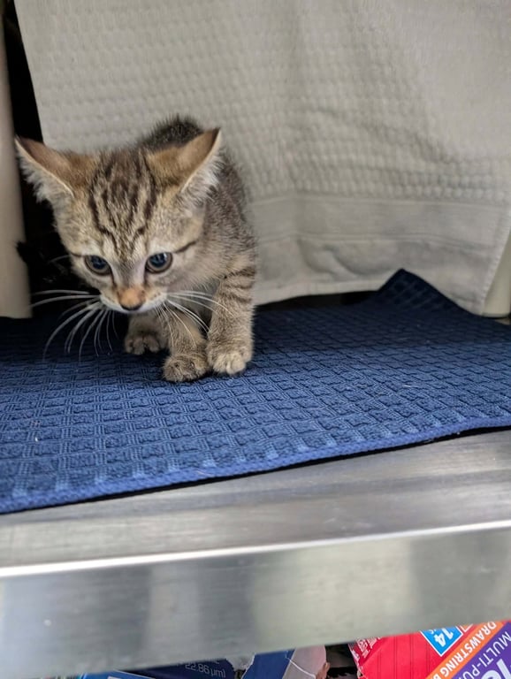 Ashland - Not at shelter (Faith) Image