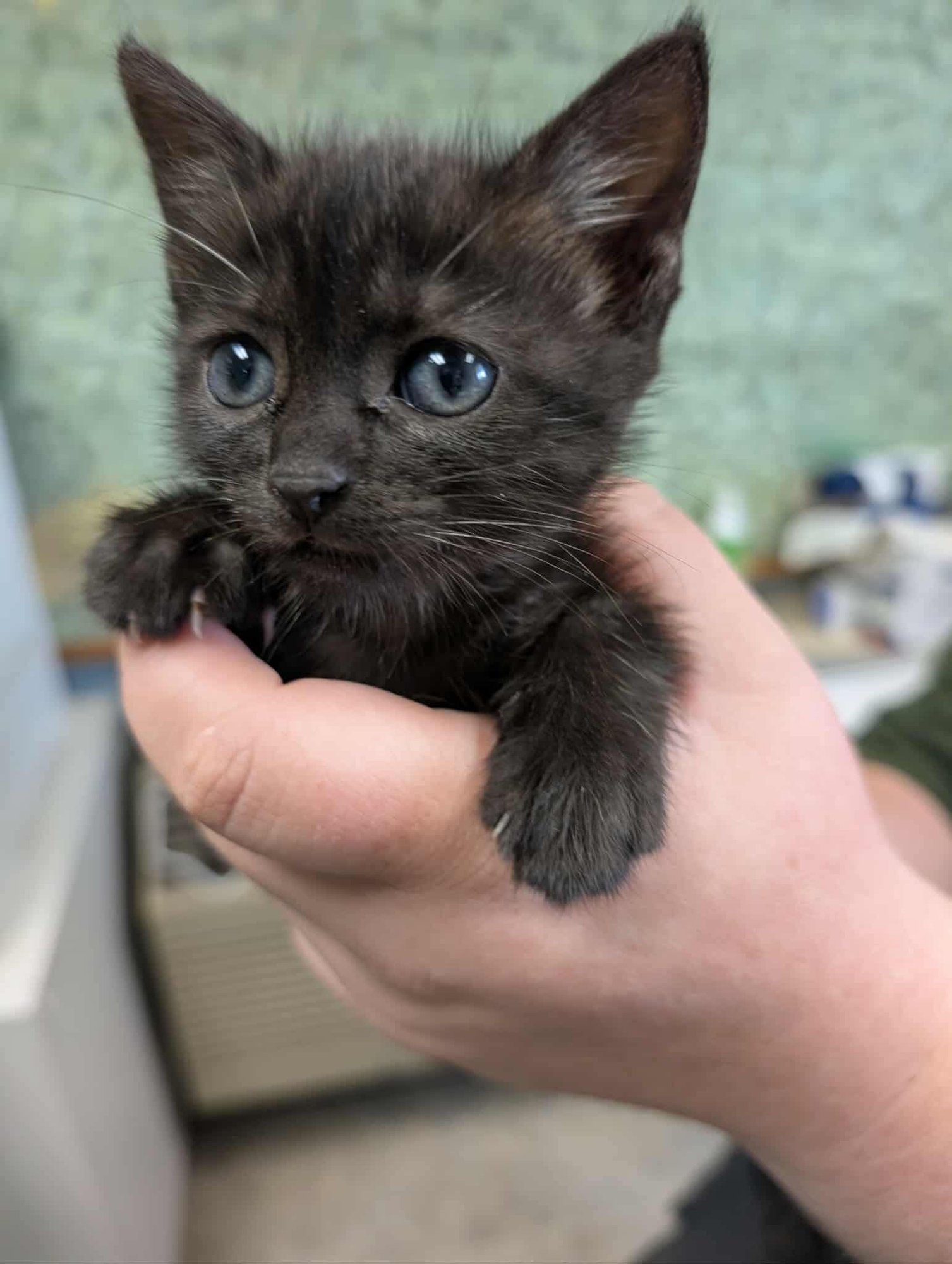 COMFORT: NOT AT SHELTER (KENDRA) - Domestic Short Hair available for adoption