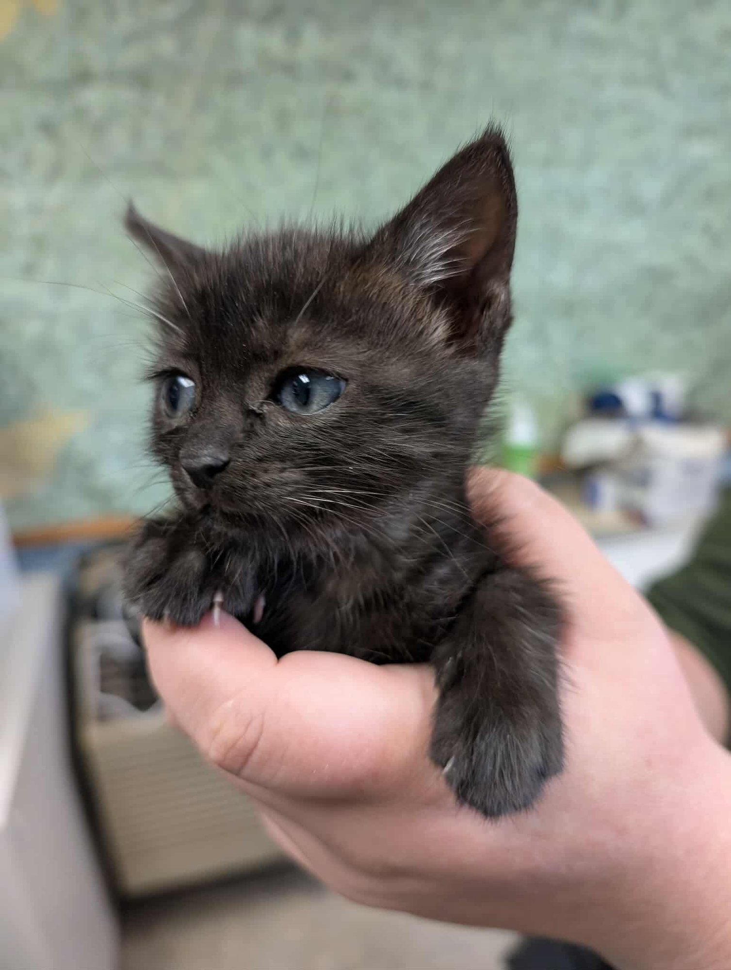 COMFORT: NOT AT SHELTER (KENDRA) - Domestic Short Hair available for adoption