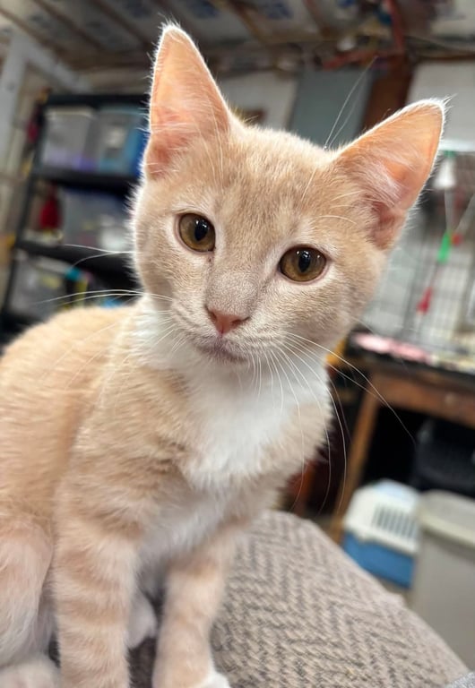 Foxy: Not at shelter (Barbe) Image