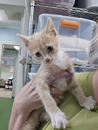 Foxy: Not at shelter (Barbe) - Photo 4