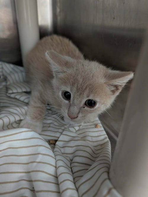 FOXY: NOT AT SHELTER (BARBE) - Domestic Short Hair available for adoption