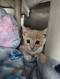 Foxy: Not at shelter (Barbe) - Photo 3