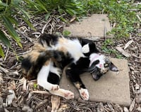 Eleanor: Not a shelter cat: - Photo 1