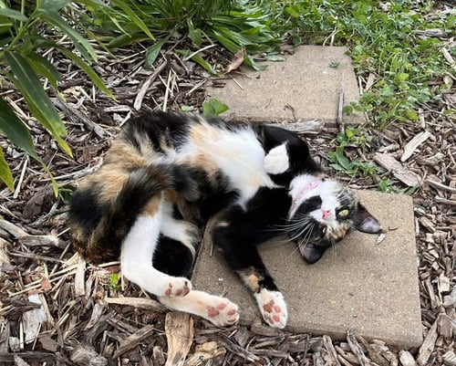 ELEANOR: NOT A SHELTER CAT: - Calico available for adoption