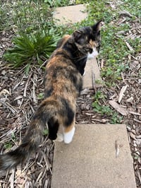 Eleanor: Not a shelter cat: - Photo 2
