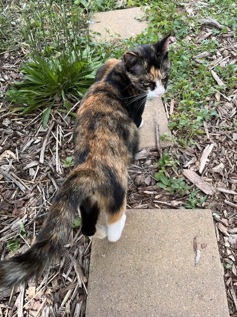 ELEANOR: NOT A SHELTER CAT: - Calico available for adoption