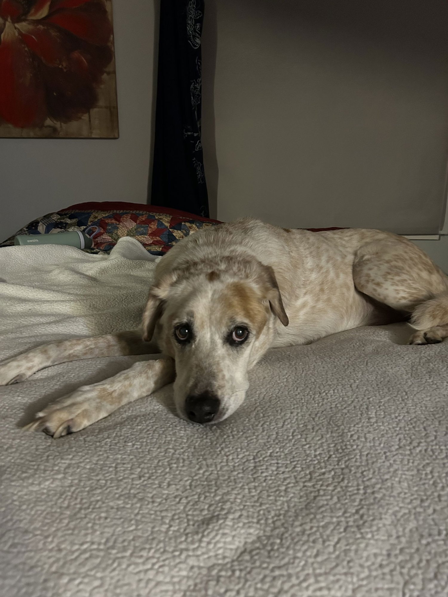 MAX: "MY HOME TO YOURS" - Unknown for adoption in Lynchburg