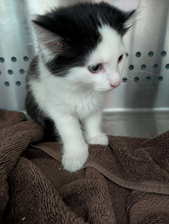 Jersey - At shelter Image