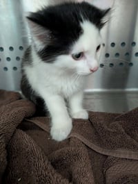 Jersey - At shelter - Photo 1