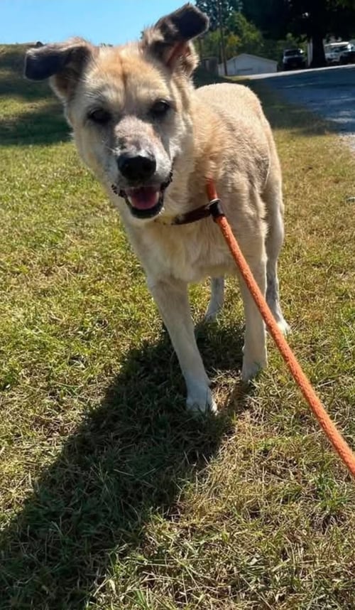 BONNY - AT SHELTER AVAILABLE 9/9 - Shepherd available for adoption