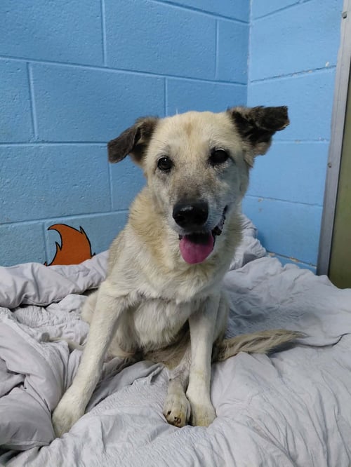 BONNY - AT SHELTER AVAILABLE 9/9 - Shepherd available for adoption
