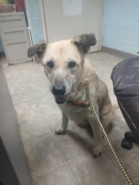 Bonny - At shelter available 9/9 - Photo 2