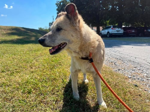 BONNY - AT SHELTER AVAILABLE 9/9 - Shepherd available for adoption