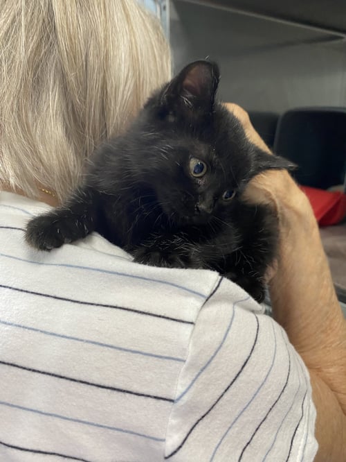 ABBOTT - NOT AT THE SHELTER (FAITH)